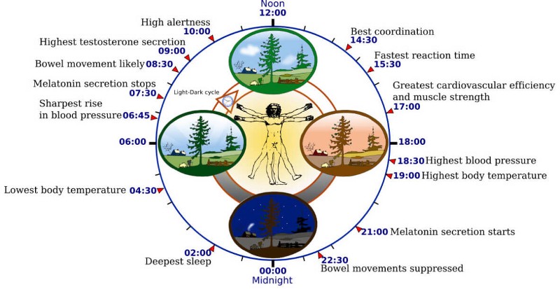 Those are your daily Circadian Rhythms..